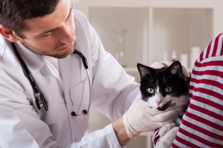 jak lekarz bada kota