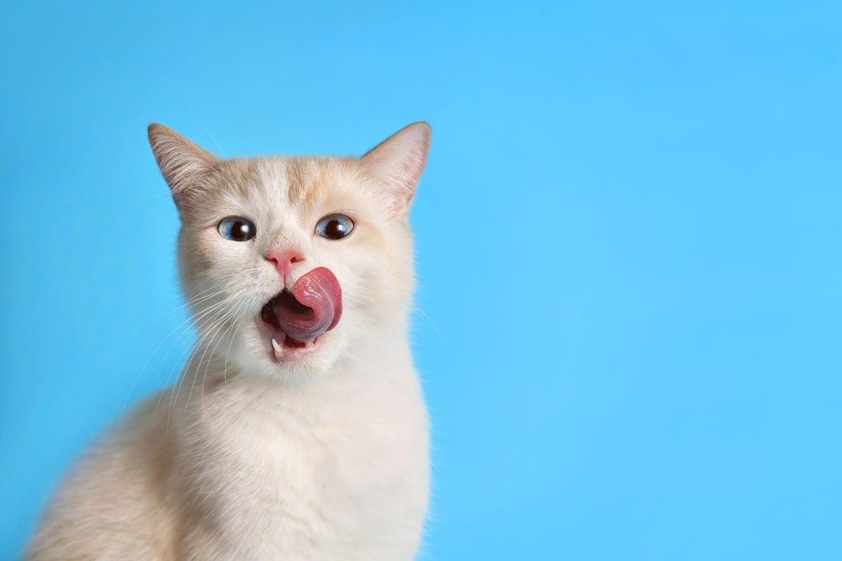 jak urozmaicć codzienną dietę kota