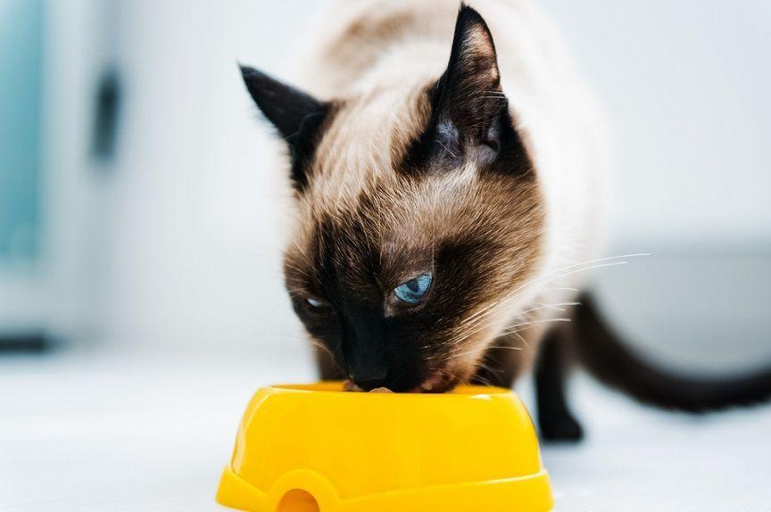 Żywienie kota potrafi przysporzyć niejednego opiekuna o ból głowy. Jaką karmę wybrać - mokrą czy suchą?