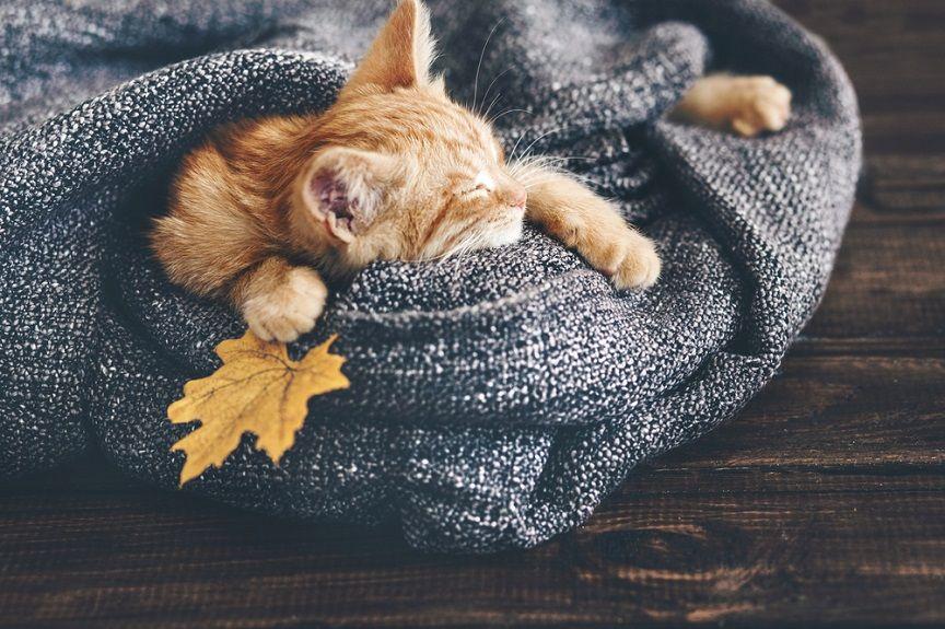Oto prawdziwy kot jesienią.