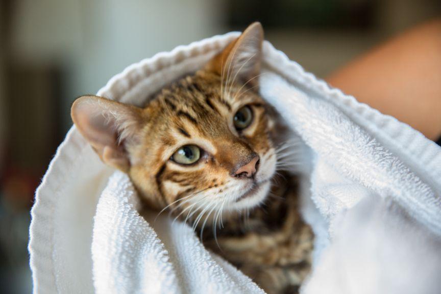 wykąpać kota bez wody