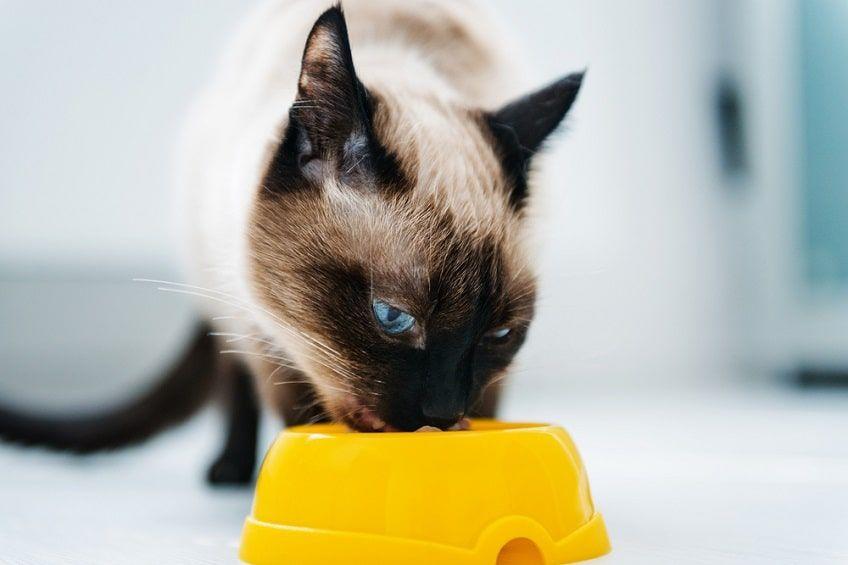 karma dla kota z cukrzycą-min.jpg