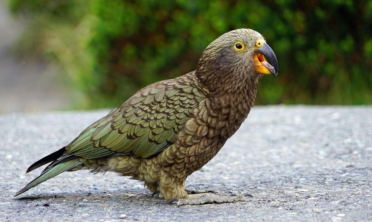 papuga kea endemit z Nowej Zelandii