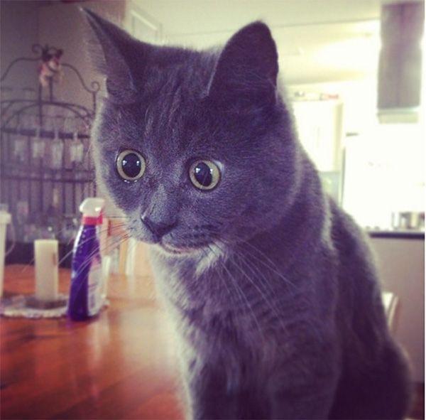 kevin najbardziej zdziwiony kot świata