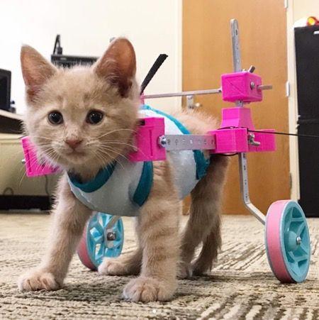 sparaliżowany kot na wózku