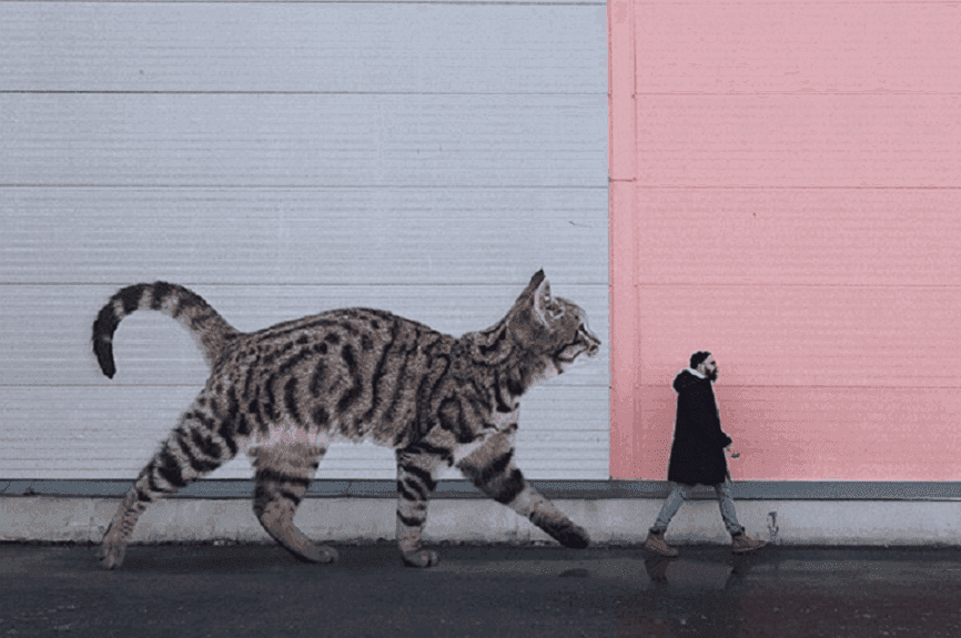 gigantyczne koty