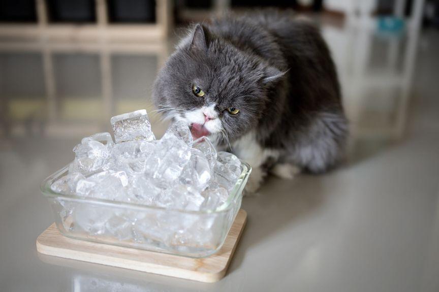 ludzie kładą lód na kotach