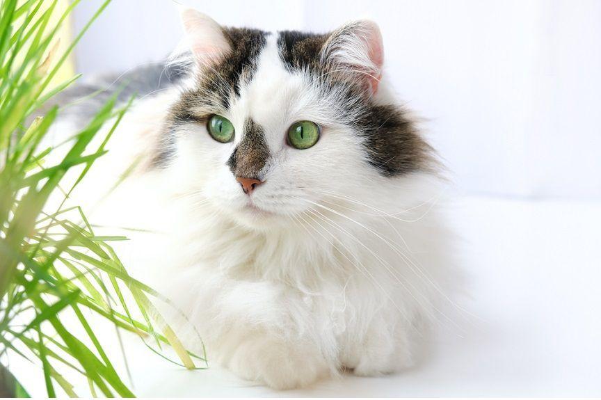Kocia trawa to popularne wyposażenie mruczkowych domów.