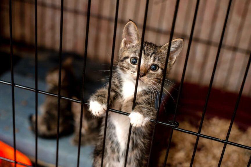 Fundacja Miasto Kotów zachęca do adopcji... memami