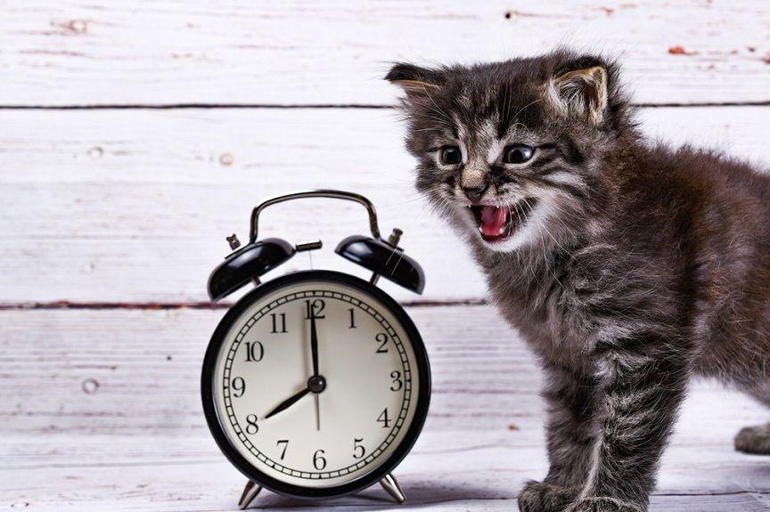 Kot budzi cię codziennie skoro świt? Nigdy nie możesz dłużej pospać w spokoju, bo mruczek ma ważną misję o 4:00 nad ranem?... Nie jesteś sam!