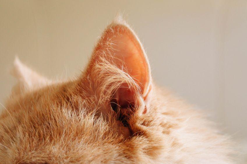 kieszonki w uszach kota