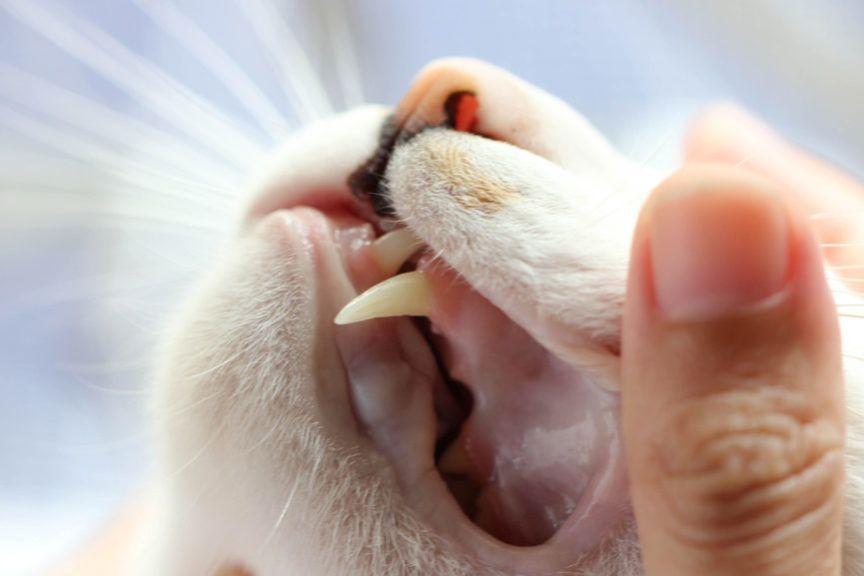 kot zgrzyta zębami
