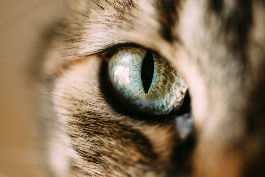 kolory kocich oczu-min.jpg