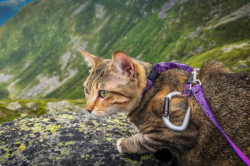 kotka Floki w górach