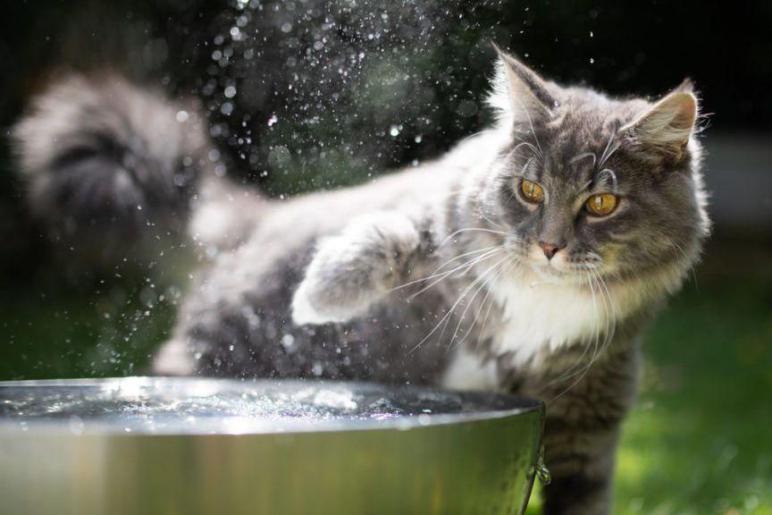 kot wylewa wodę z miski