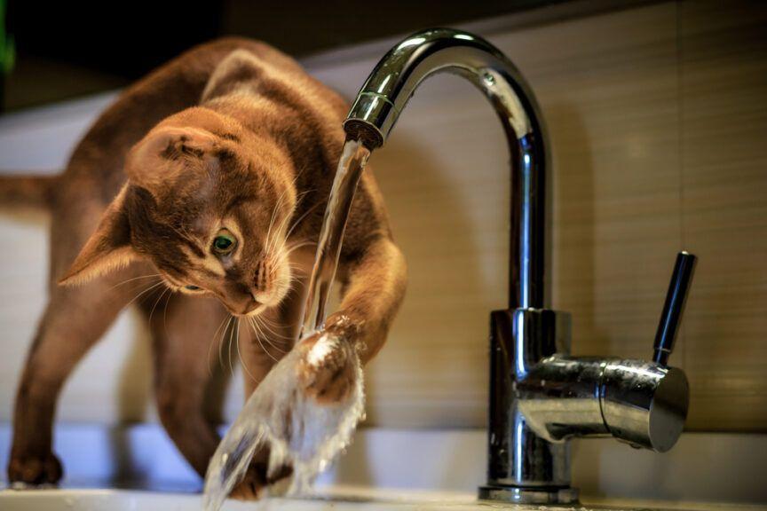 informacje o kotach i wodzie