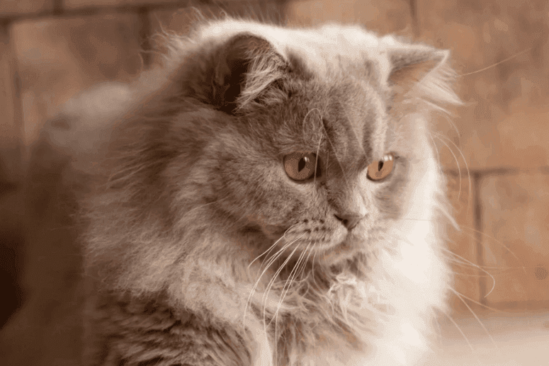 kot brytyjski długowłosy