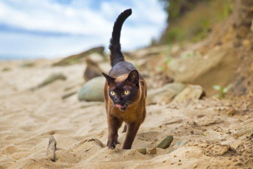 kot burmański na plaży