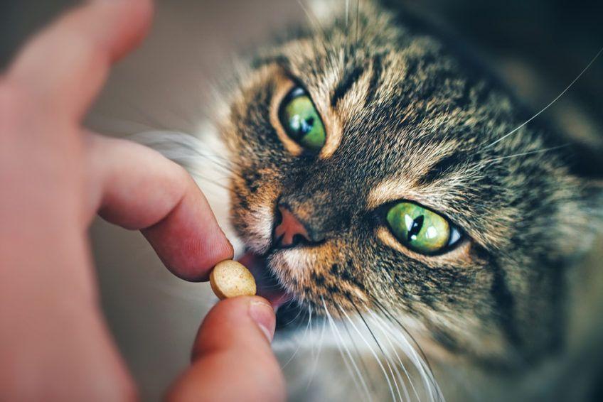 kot dostaje tabletkę