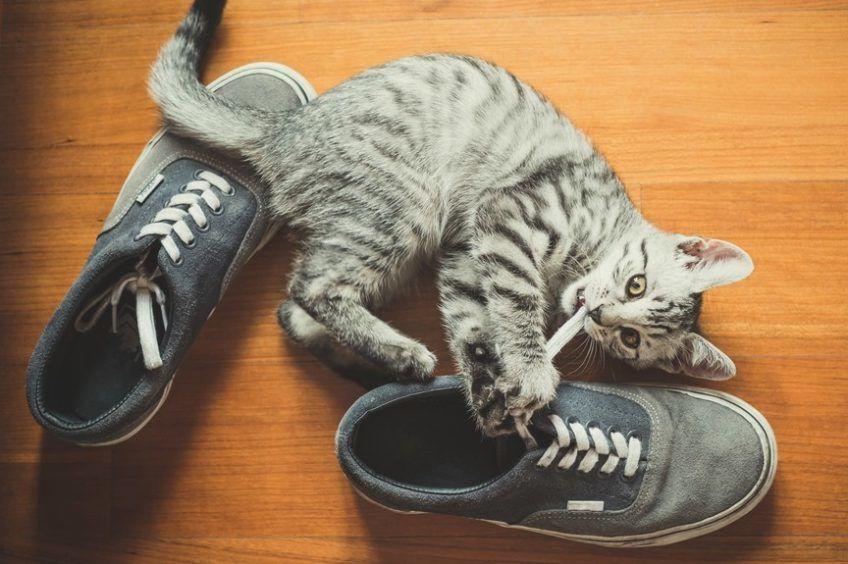 koty lubią buty