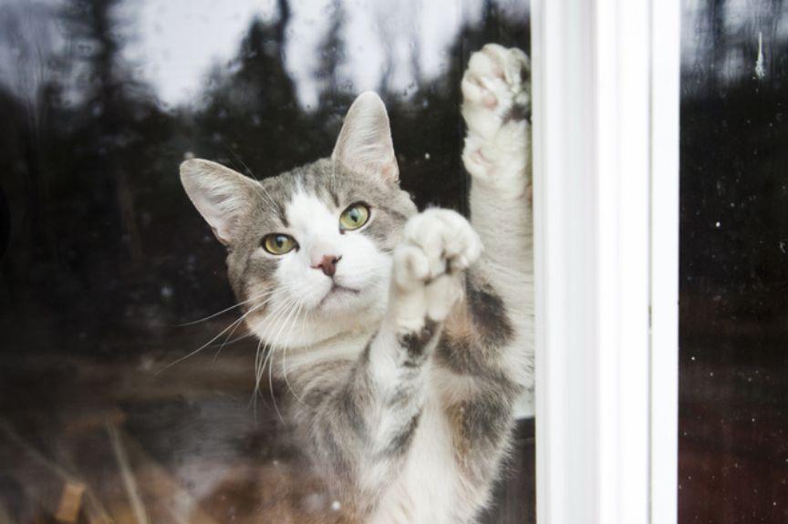 kot drapie w okno