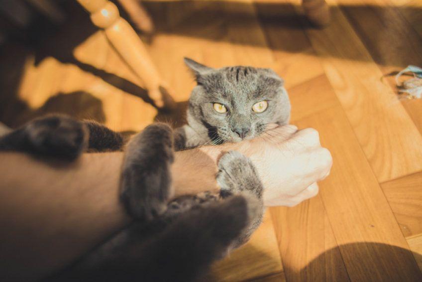 kot gryzie dłonie