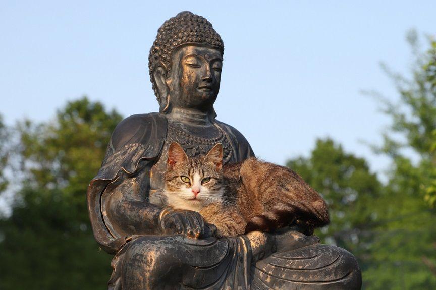 Feng shui dla kota pomoże ci wprowadzić do domu atmosferę równiwagi i relaksu. Kilka prostych zasad okazuje się drogą do spokoju!