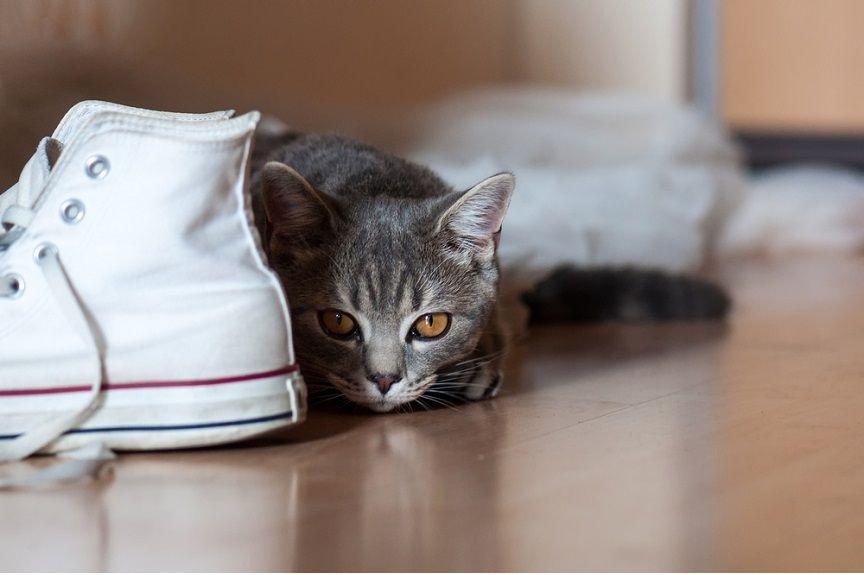 Ten kot kradnie buty sąsiadów!
