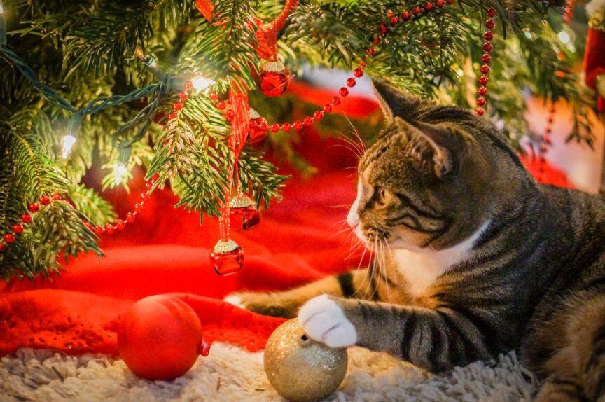 koty myślą, że Boże Narodzenie to ich święto