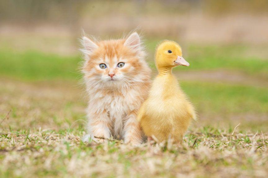 kot i kaczka