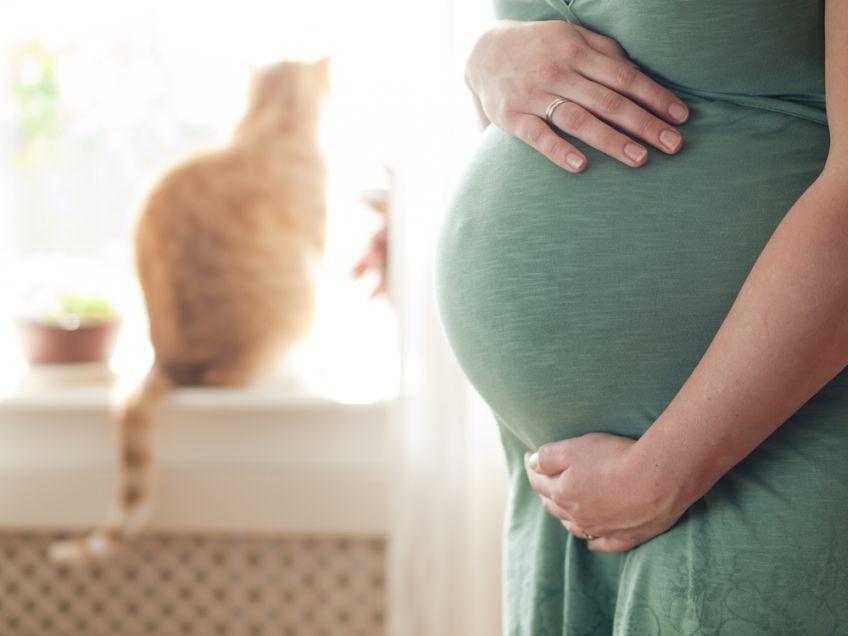 kot a ciąża