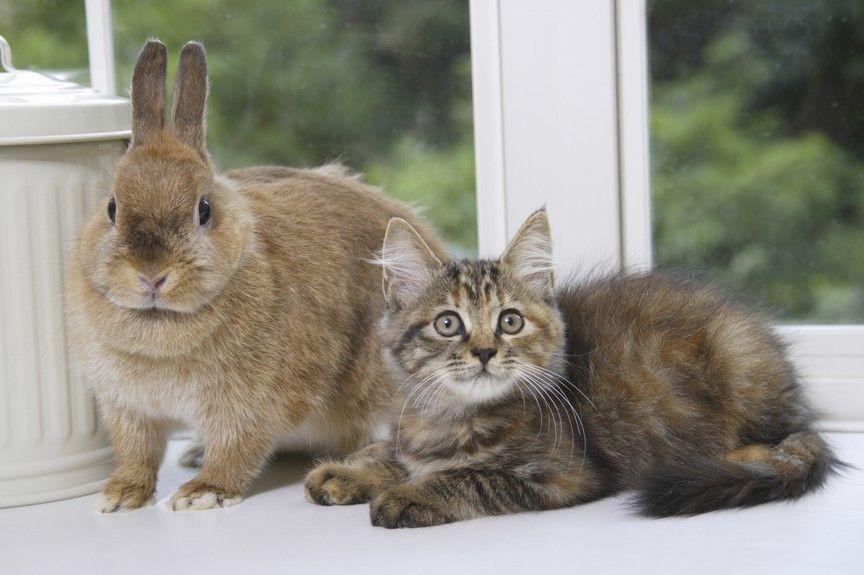 kot i królik