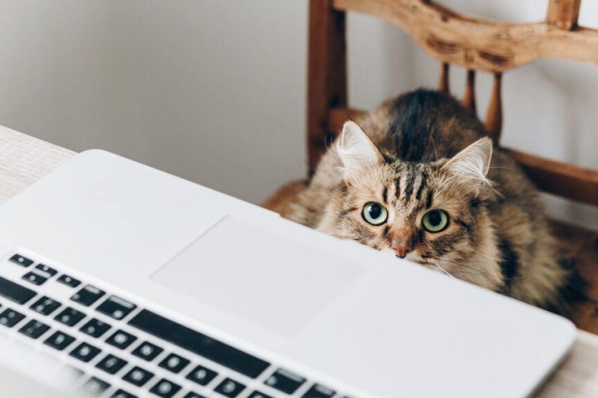jak odciągnąć kota od laptopa