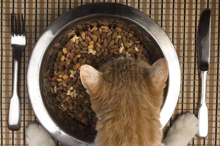 miska, dla kota, kot przy metalowej misce z suchą karmą