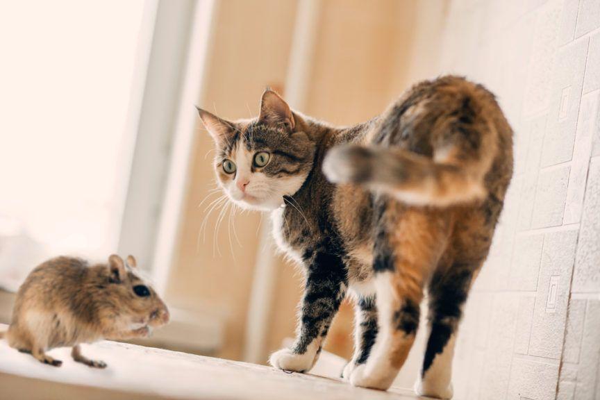 dlaczego kot przynosi myszy