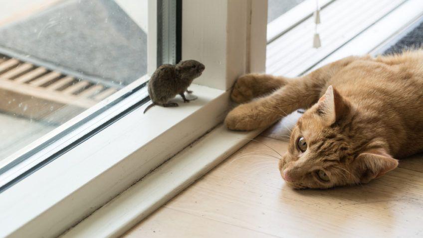 kot i mysz