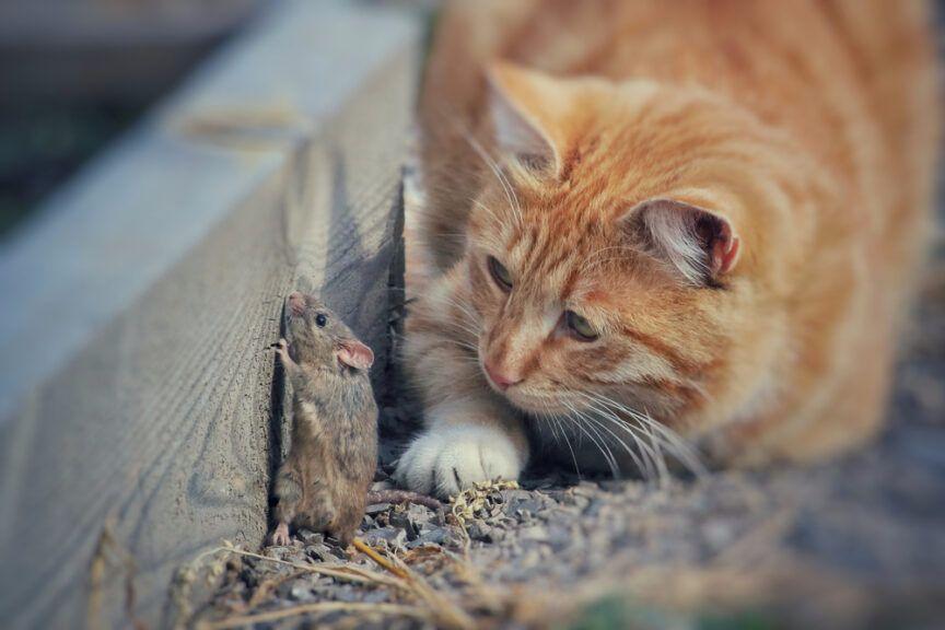 dlaczego kot przynosi mysz