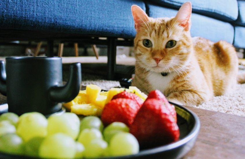 czy koty mogą jeść winogrona