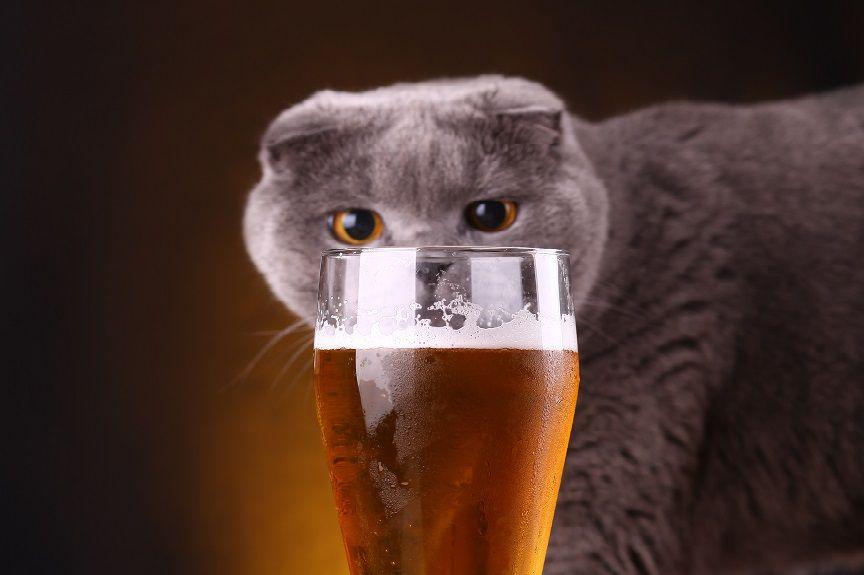 Czy kot może pić alkohol? Nie!