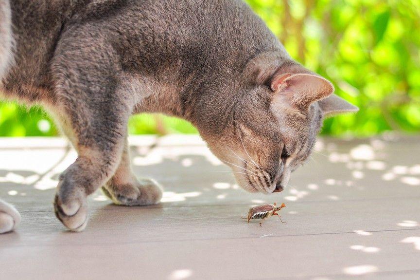 karma z owadów dla kota