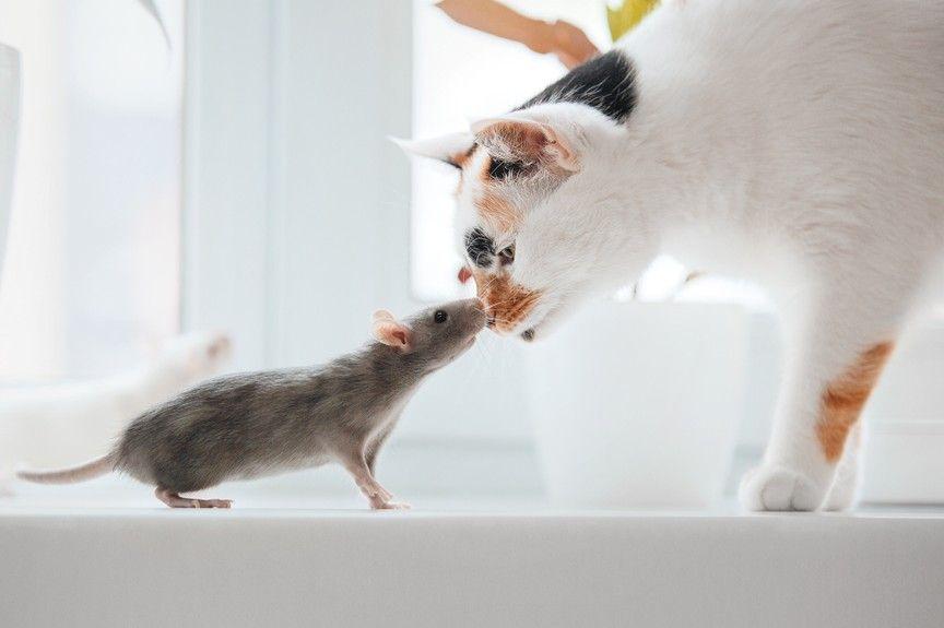 kot i szczur