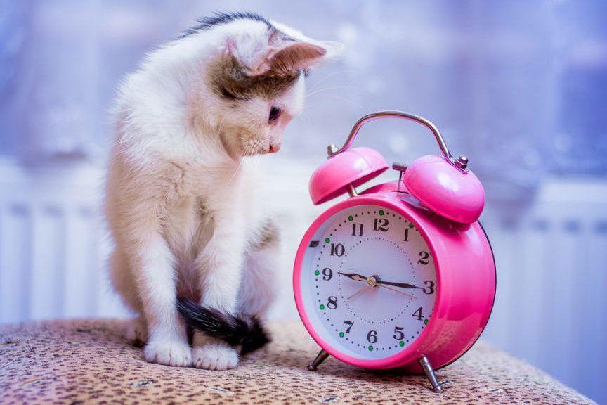 kot a zmiana czasu