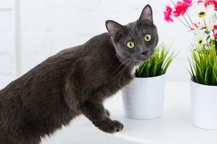 rośliny bezpieczne dla kota