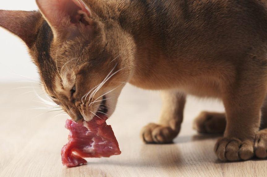 jakie mięso dla kociaka