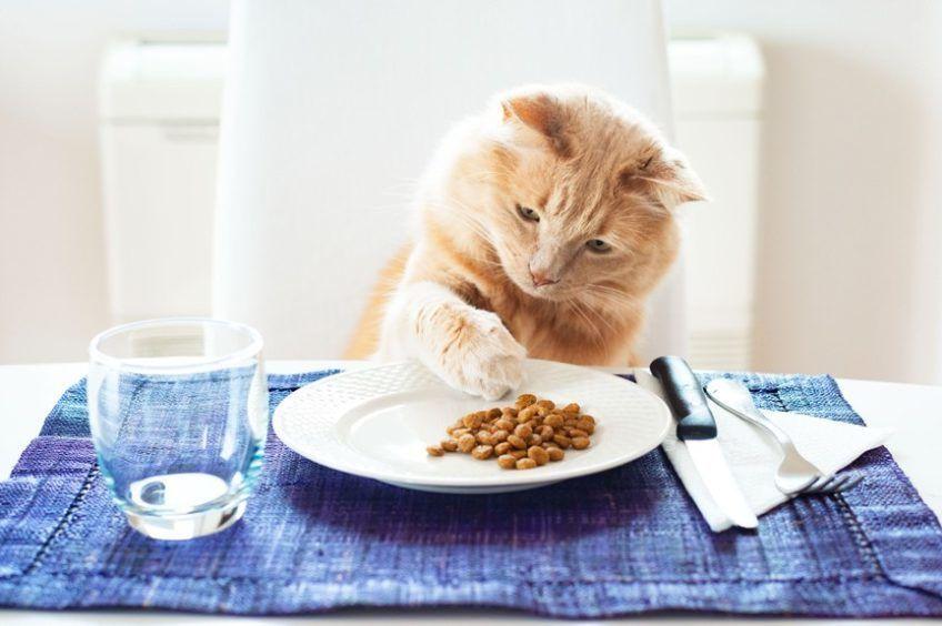 prawidłowe żywienie kota