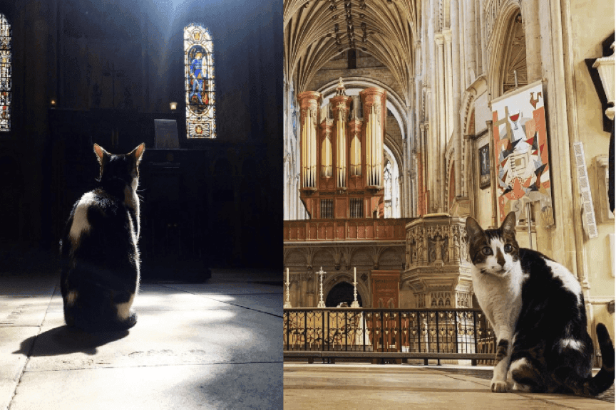katedralny-kot