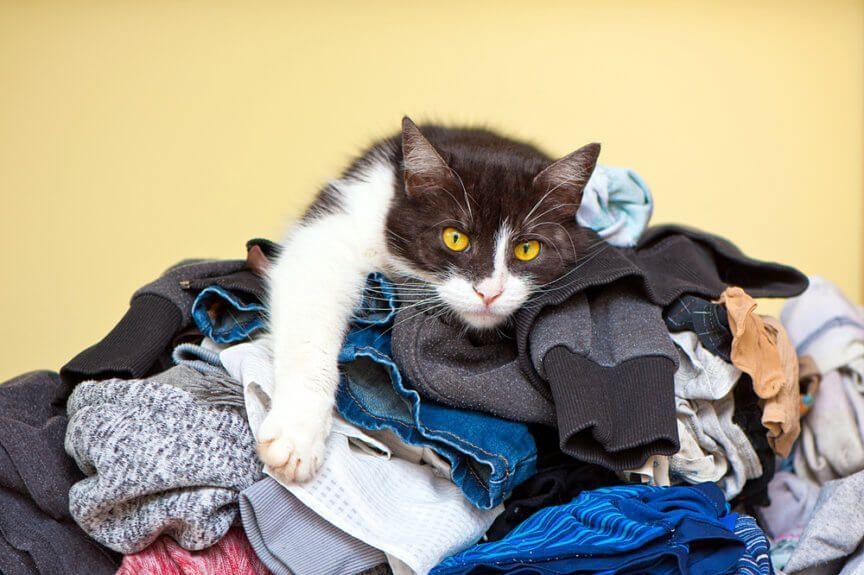 kot kładzie się na ubraniach