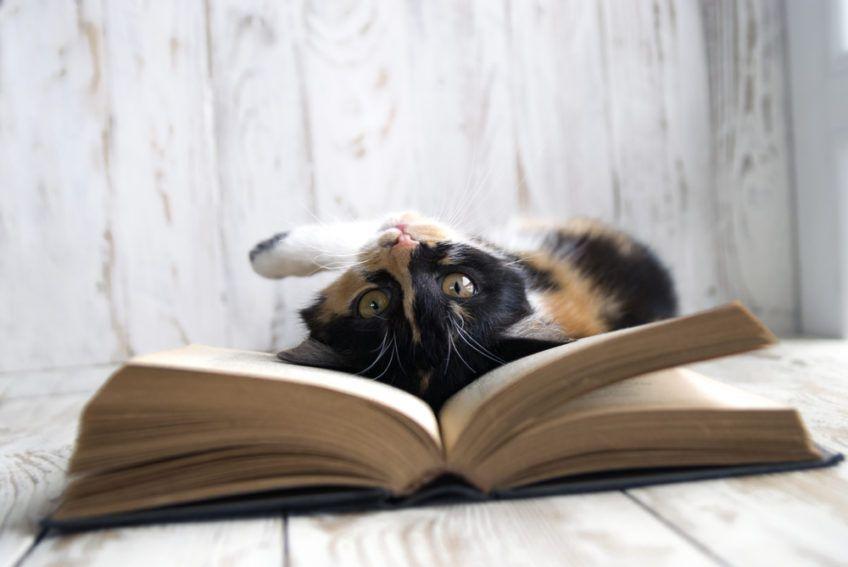 kot leży na książce