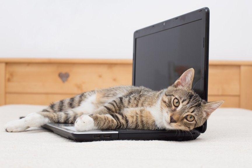 kot kładzie się na laptopie