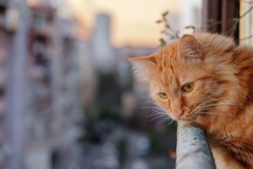 specjalne balkoniki dla kotów
